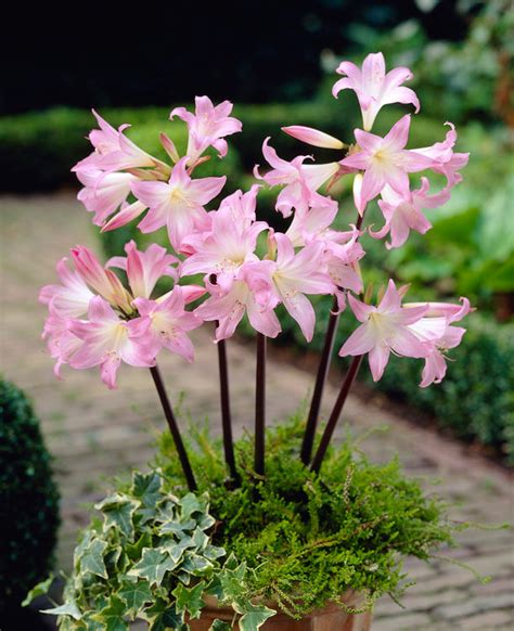 Amaryllis belladonna (naked ladies) bulbs